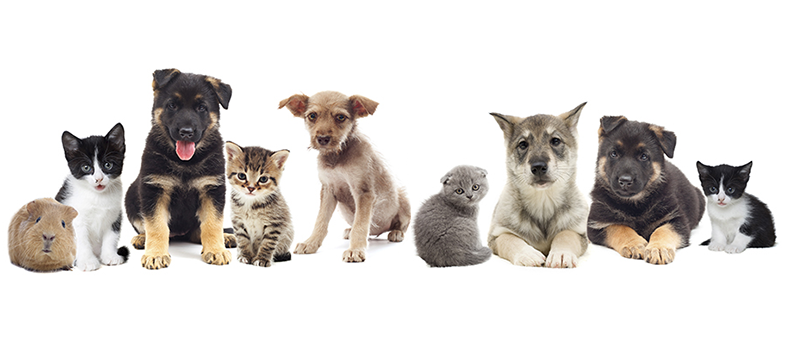 Care A Lot Pet Supply chose LS Retail software solution